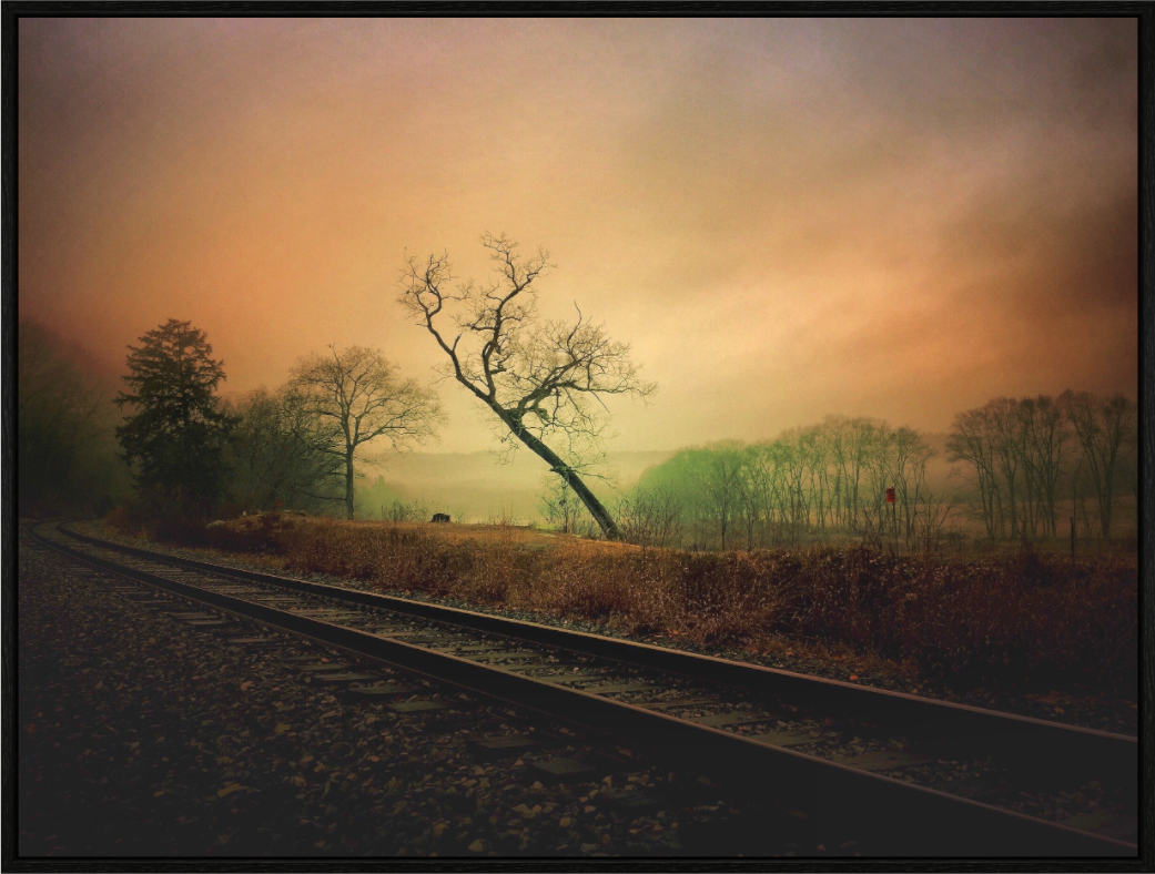 Main image Cochecton is Tree