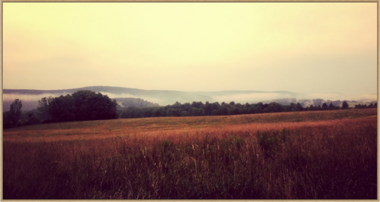 Main image Morning Meadow