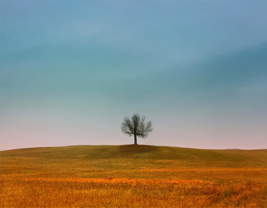 Tree Outside of Baldwin