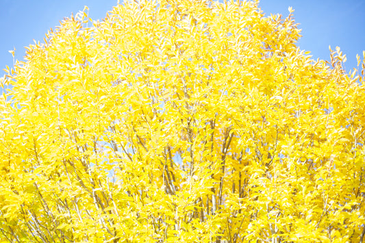 Spring Yellow Tree